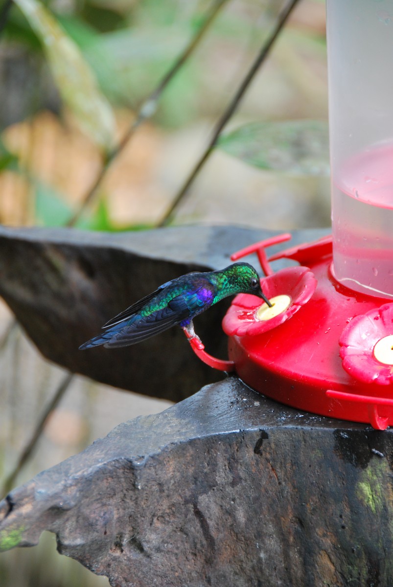 Violettkronennymphe (Green-crowned Woodnymph) - ML625798543