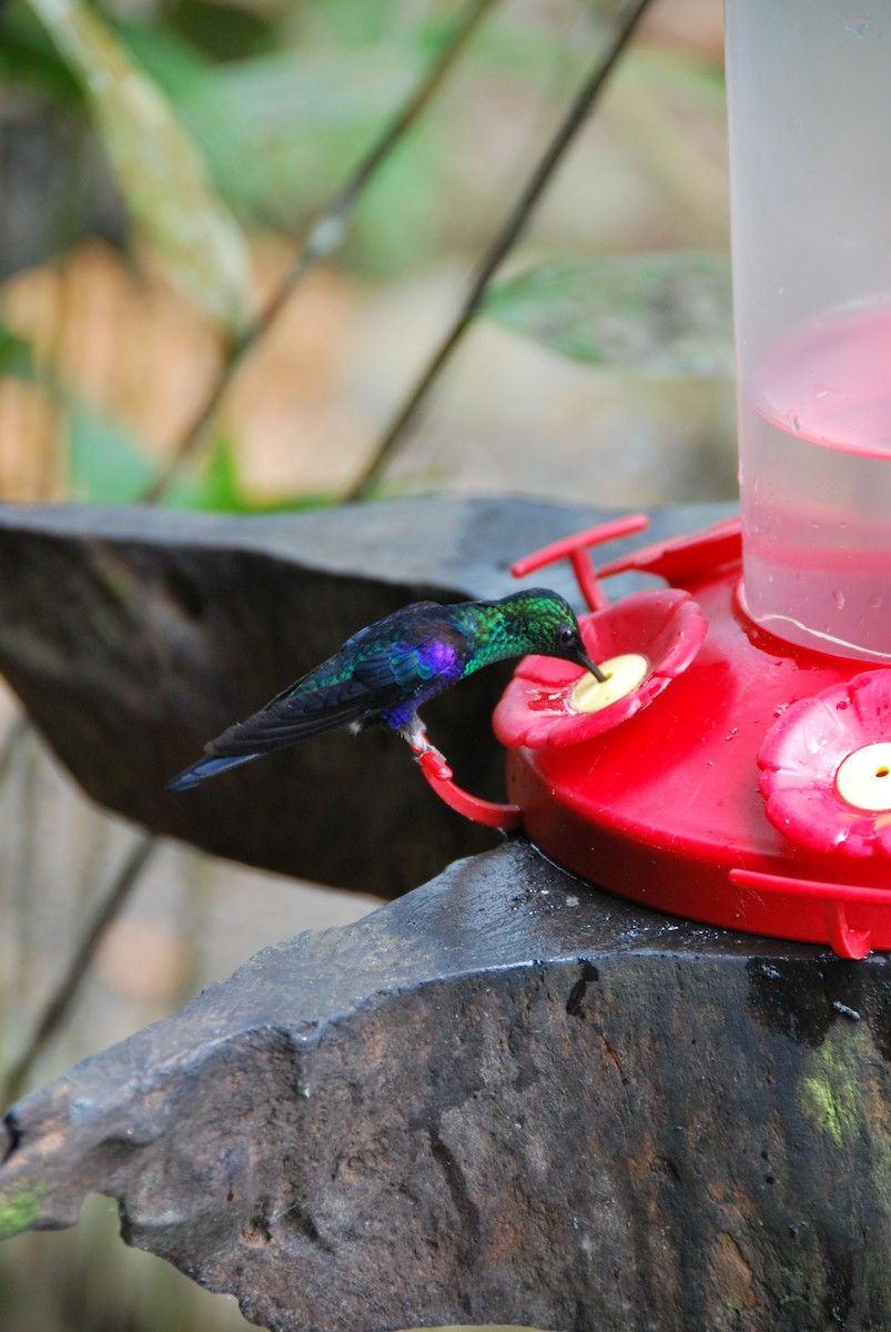 Violettkronennymphe (Green-crowned Woodnymph) - ML625798546