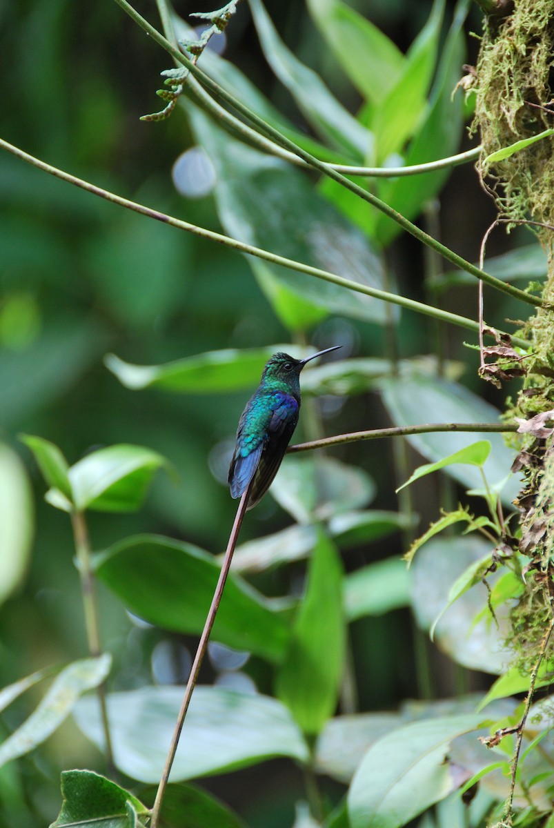 Violettkronennymphe (Green-crowned Woodnymph) - ML625798564