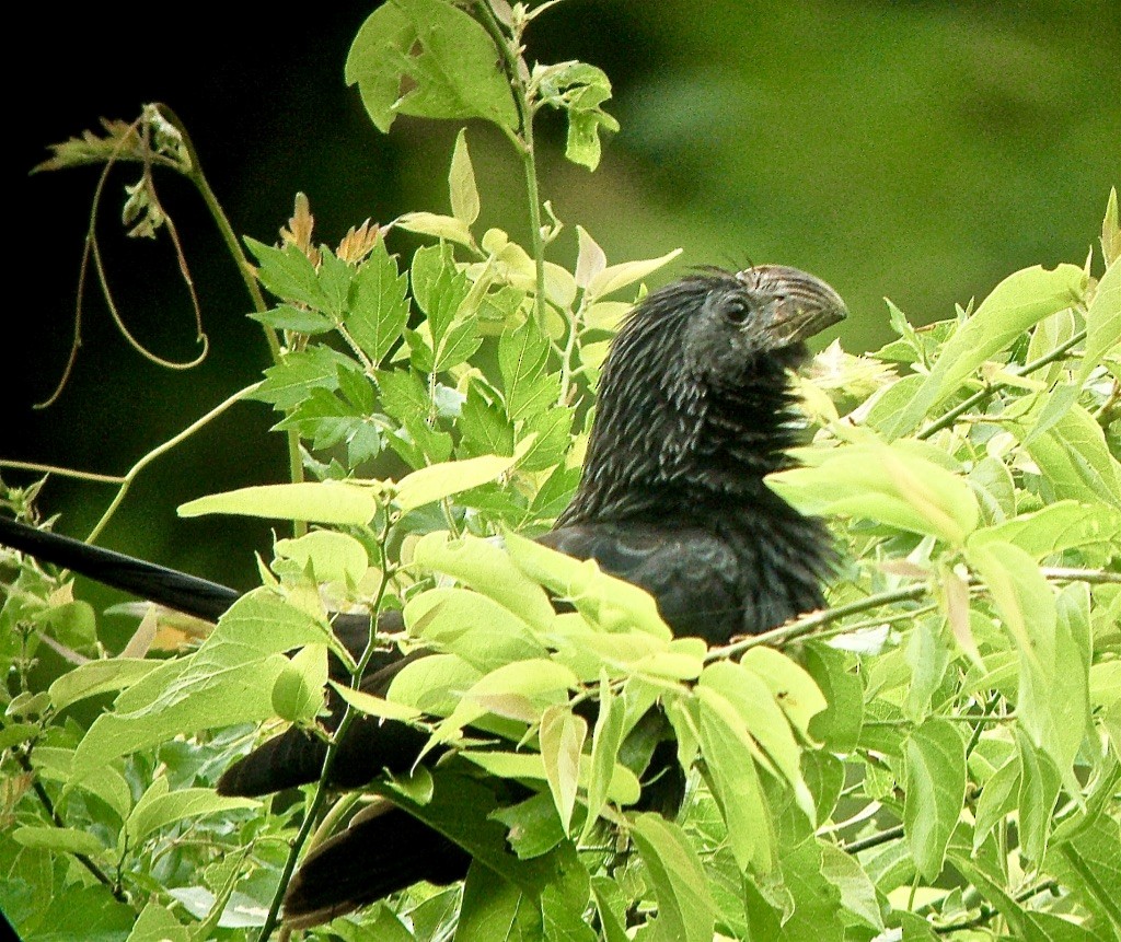 Groove-billed Ani - ML625798602