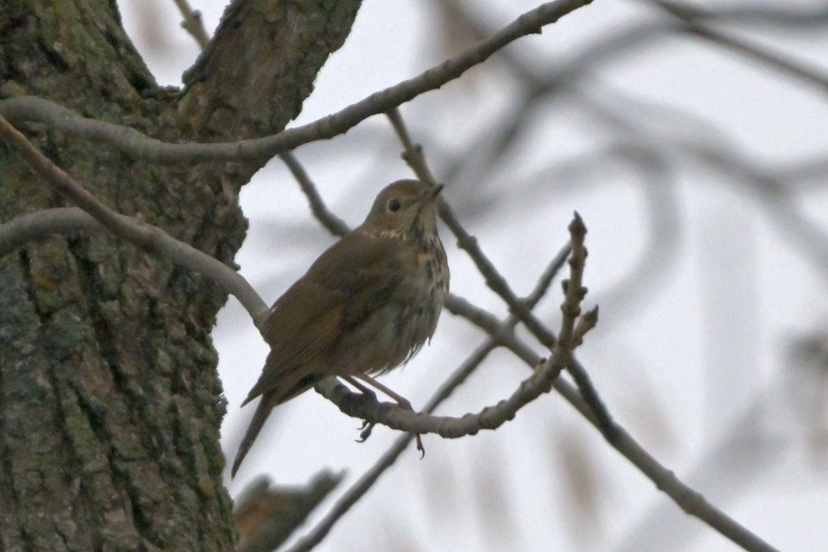 Hermit Thrush - ML625799087