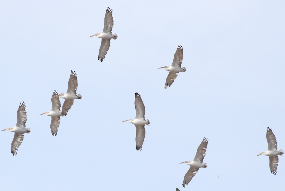 Dalmatian Pelican - ML625799157