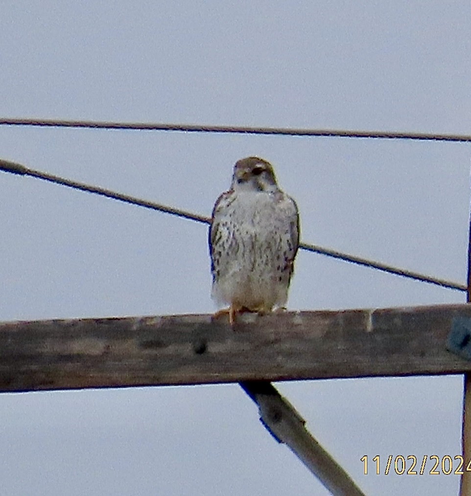 Prairie Falcon - ML625799162