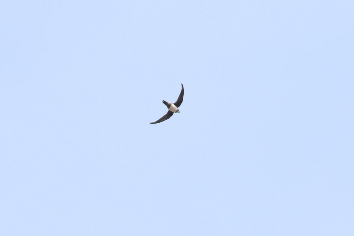 Alpine Swift - ML625799290