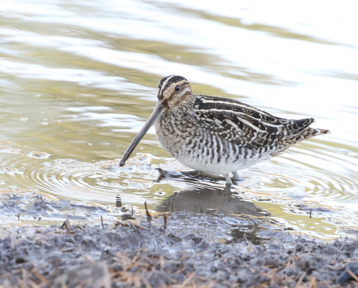 Wilson's Snipe - ML625799319