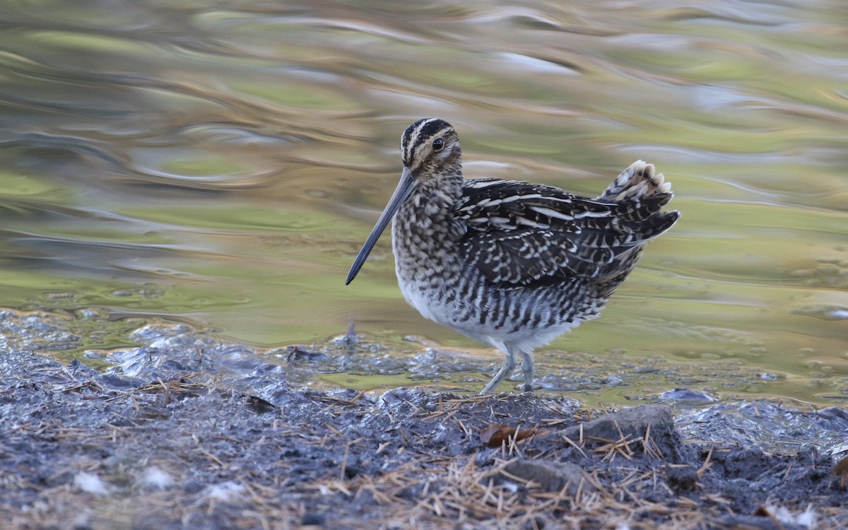 Wilson's Snipe - ML625799320