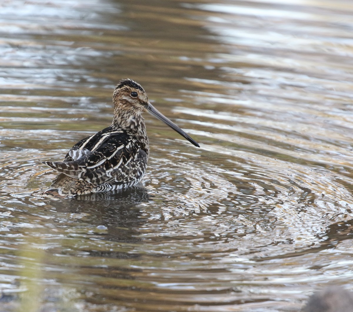 Wilson's Snipe - ML625799321