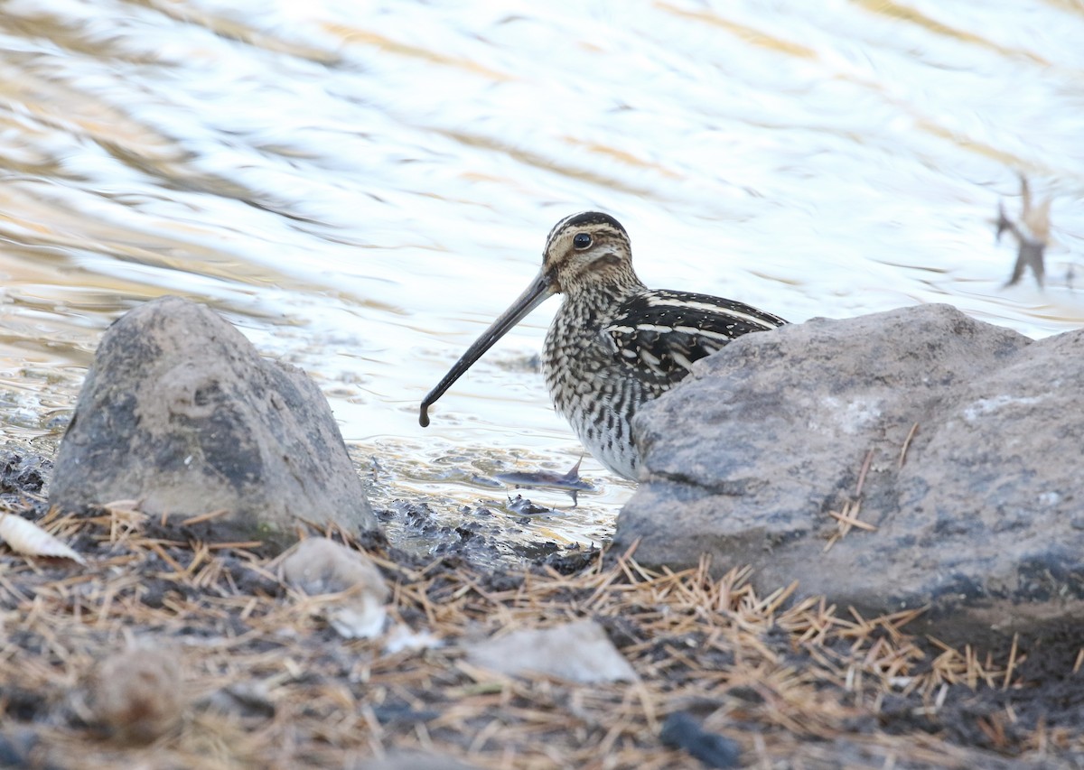 Wilson's Snipe - ML625799322