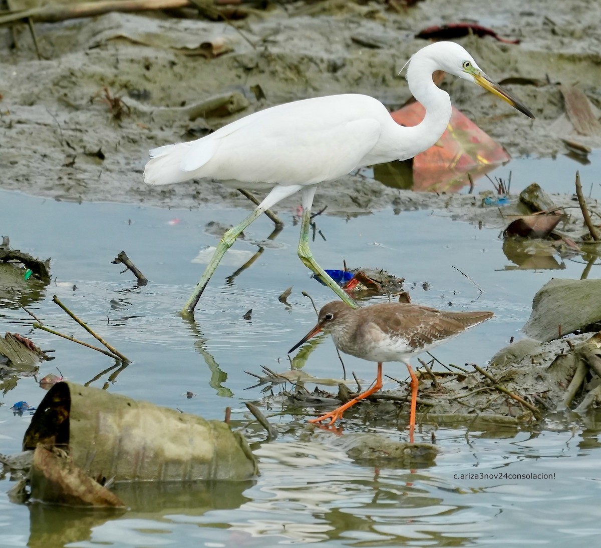 Garceta China - ML625799533