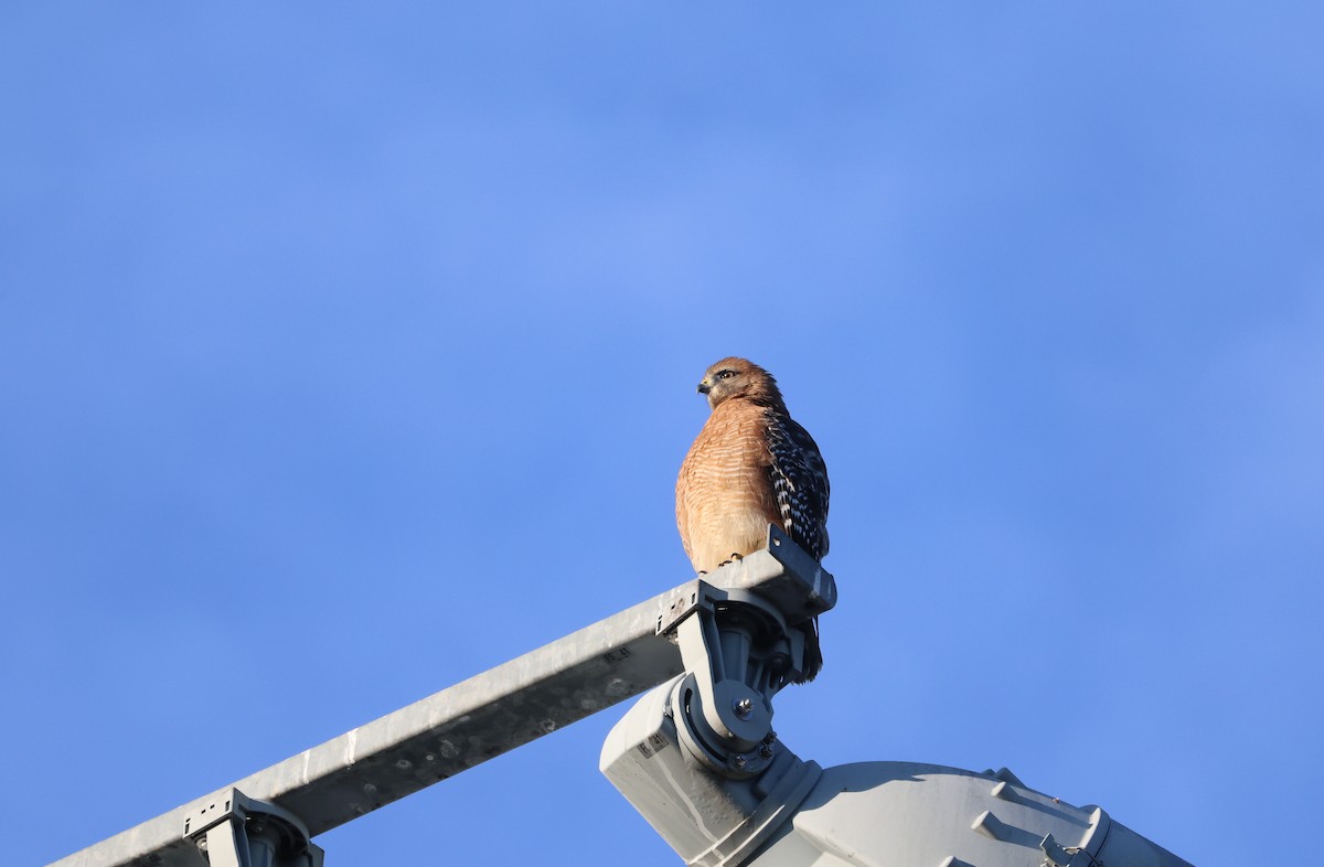 Red-shouldered Hawk - ML625799563