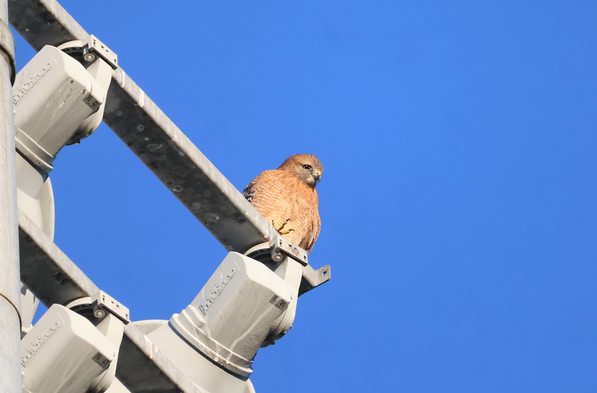 Red-shouldered Hawk - ML625799564