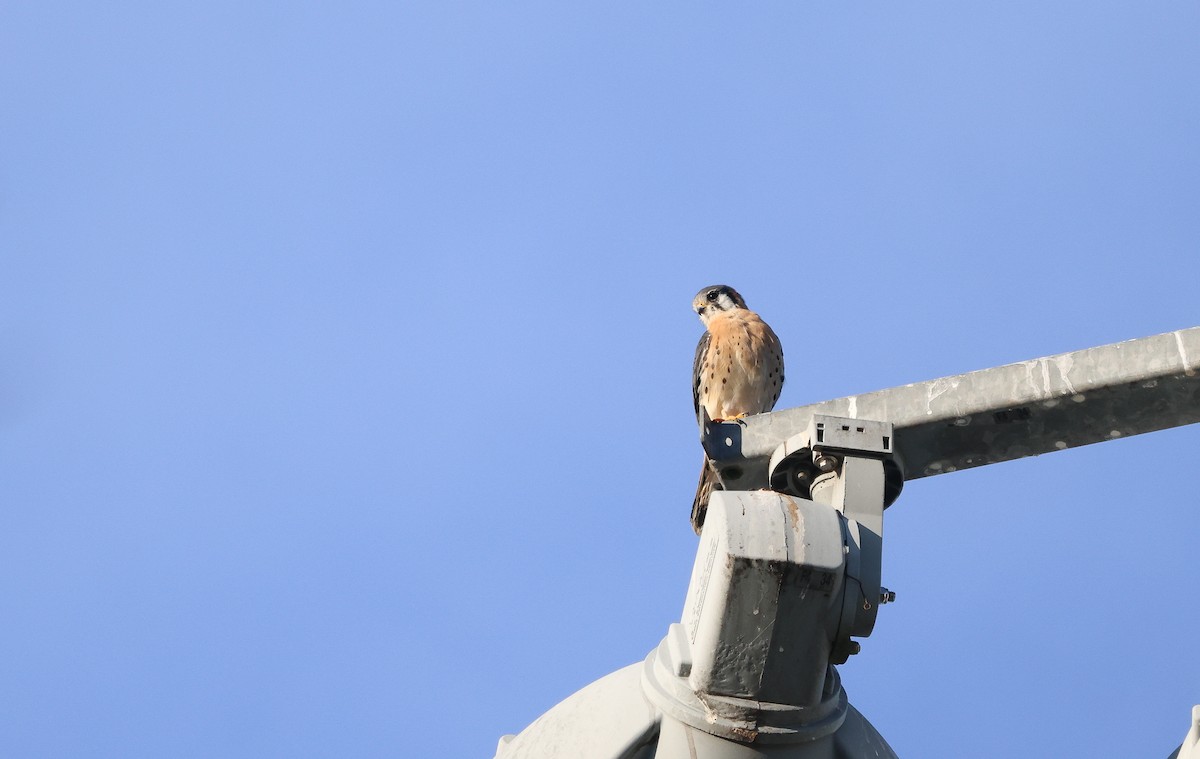 American Kestrel - ML625799585