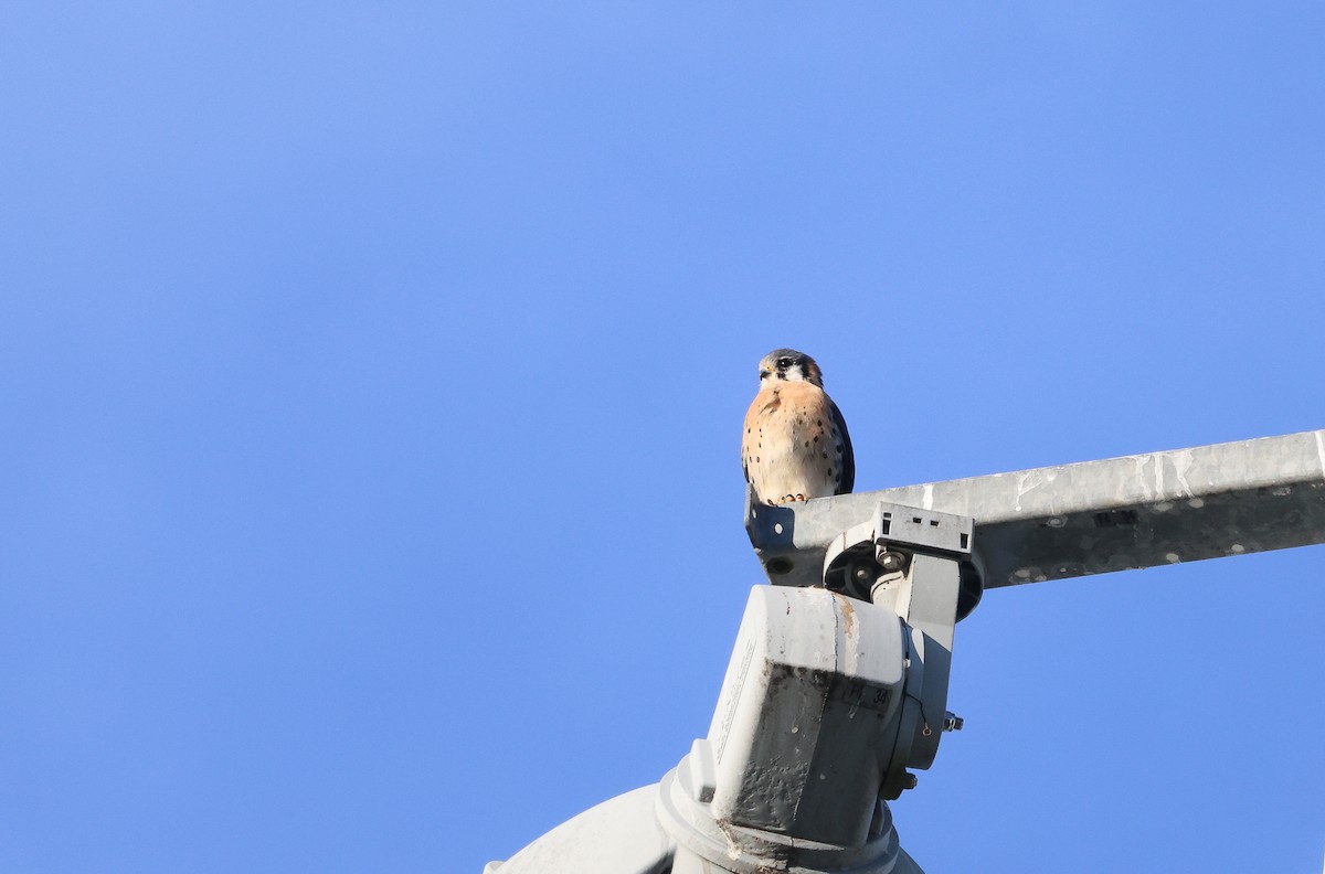 American Kestrel - ML625799586