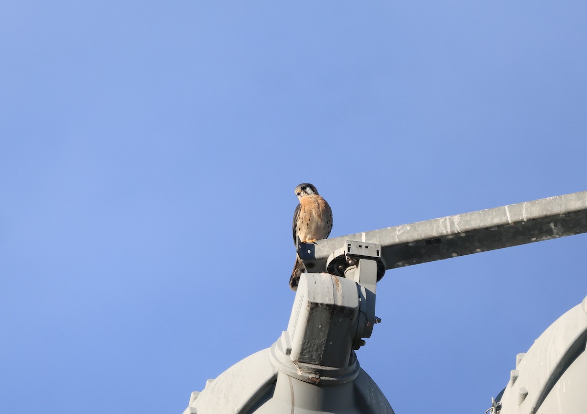 American Kestrel - ML625799587