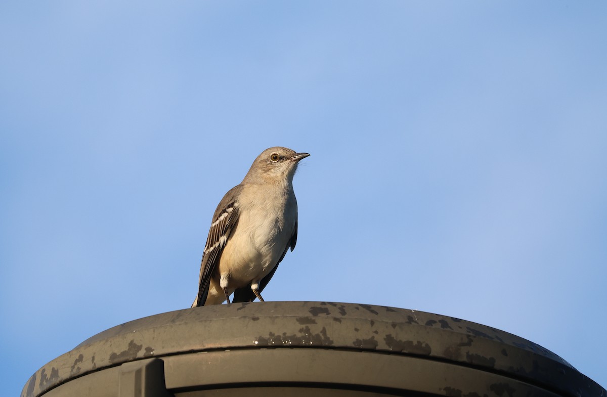 Northern Mockingbird - ML625799596