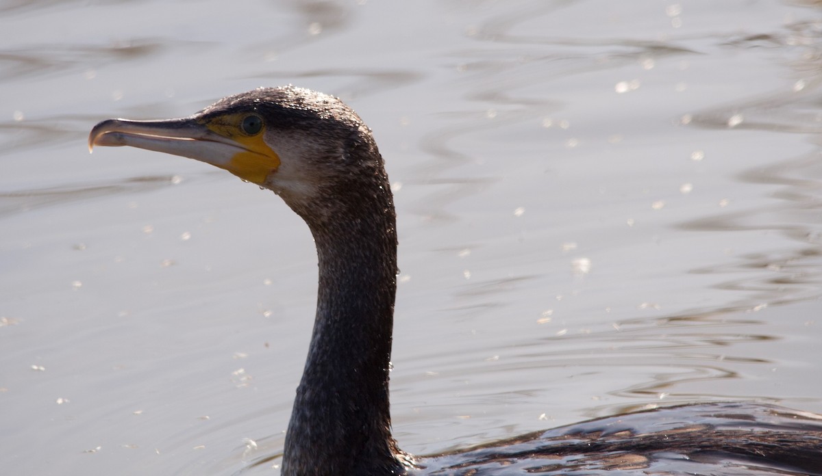 Cormorán Grande - ML62579961