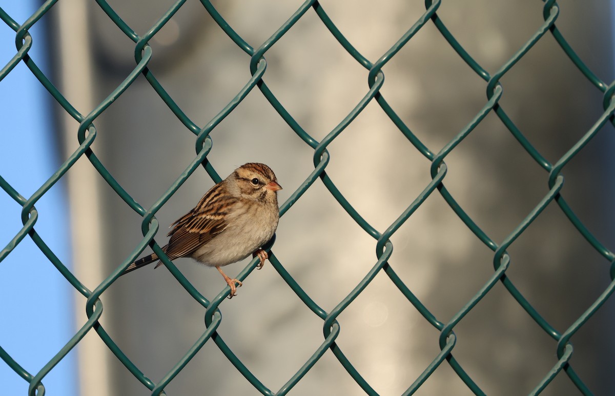 Chipping Sparrow - ML625799610