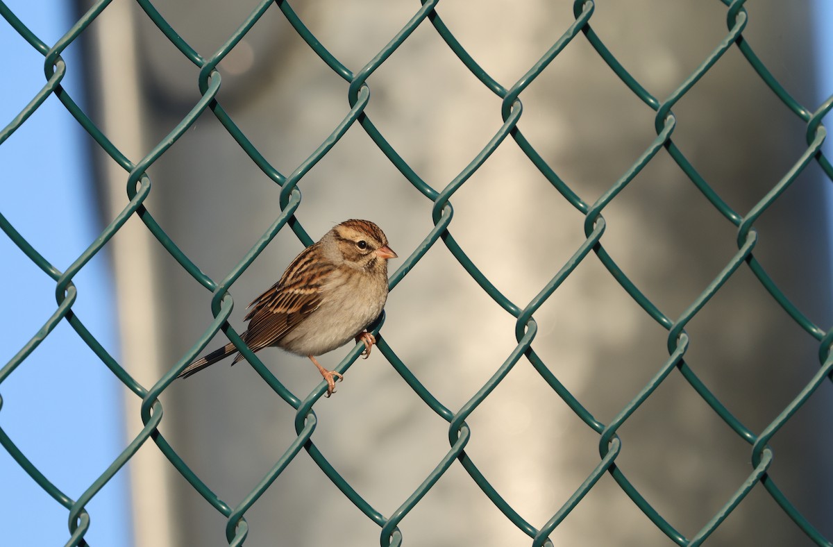 Chipping Sparrow - ML625799611