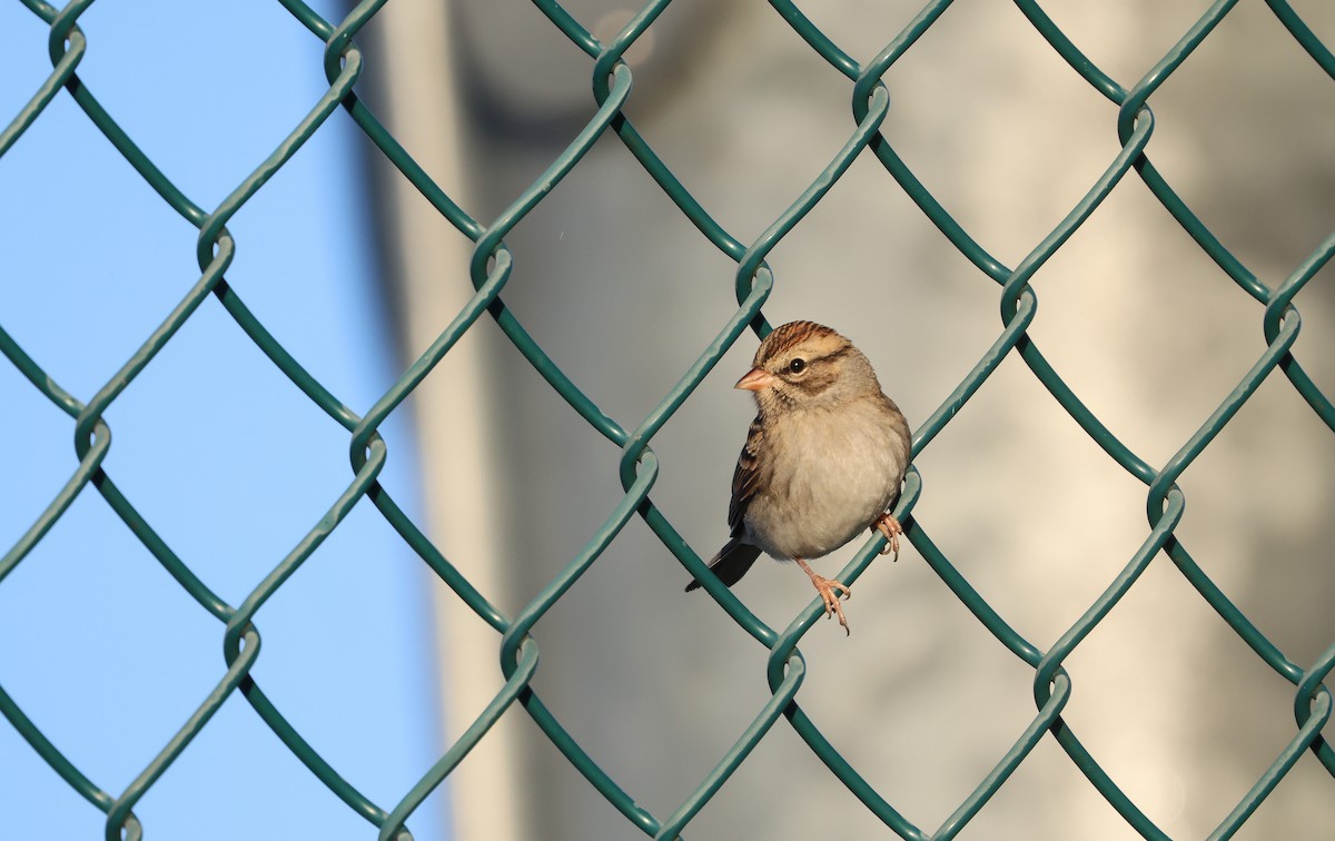 Chipping Sparrow - ML625799612