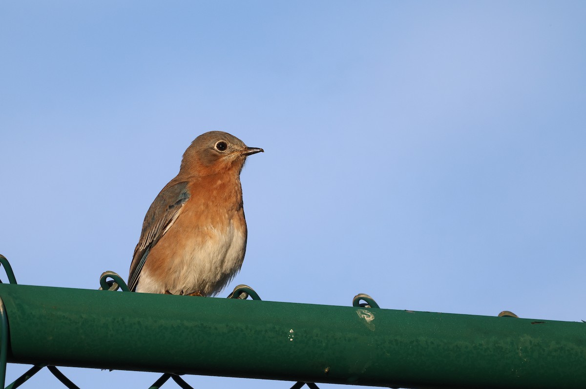 Eastern Bluebird - ML625799615