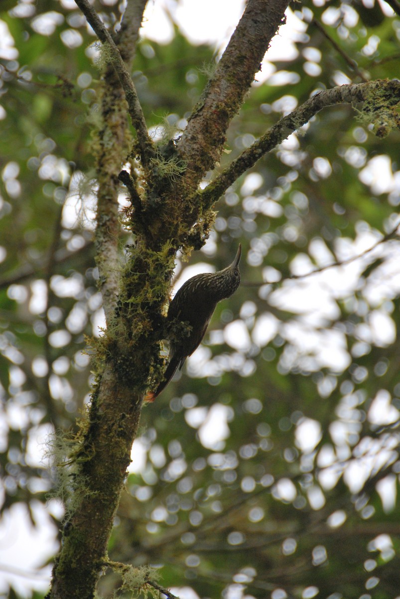 Olive-backed Woodcreeper - ML625799669