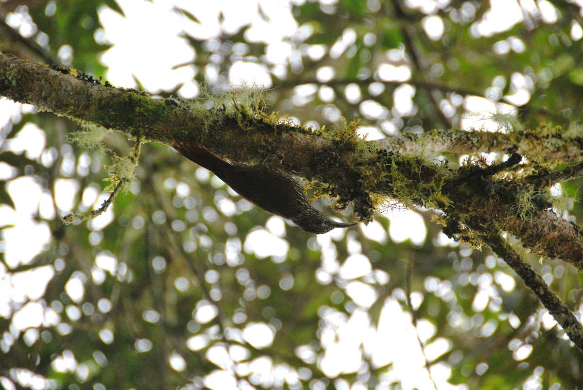 Olive-backed Woodcreeper - ML625799676