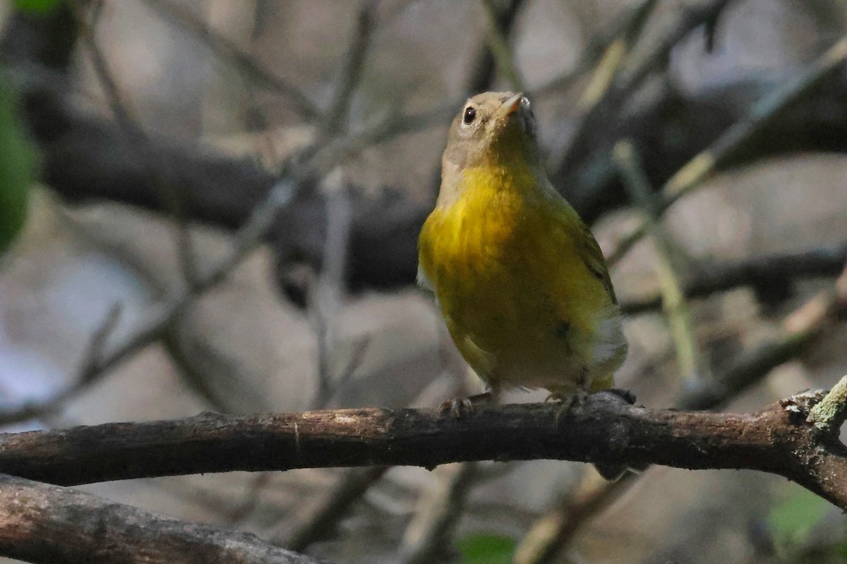 Nashville Warbler - ML625799785