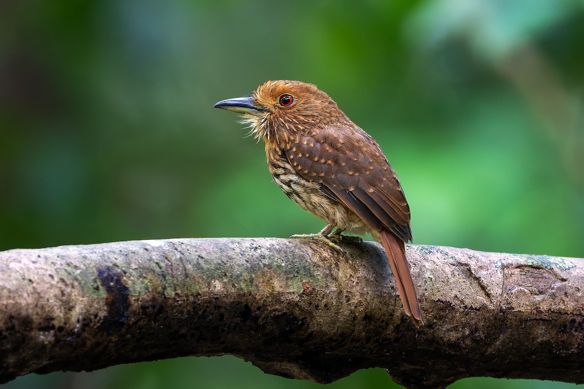 White-whiskered Puffbird - ML625799898