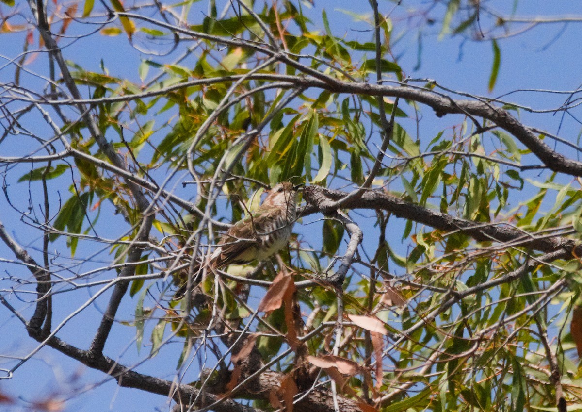 Horsfield's Bronze-Cuckoo - ML625799960