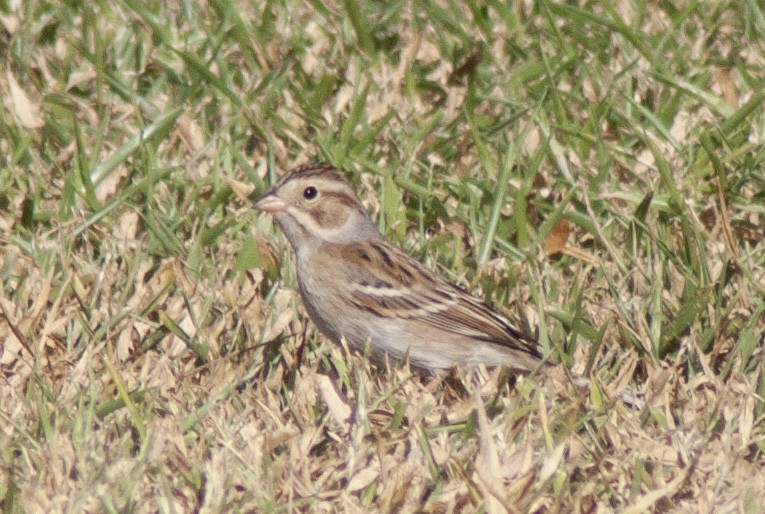 Chingolo Pálido - ML625800162