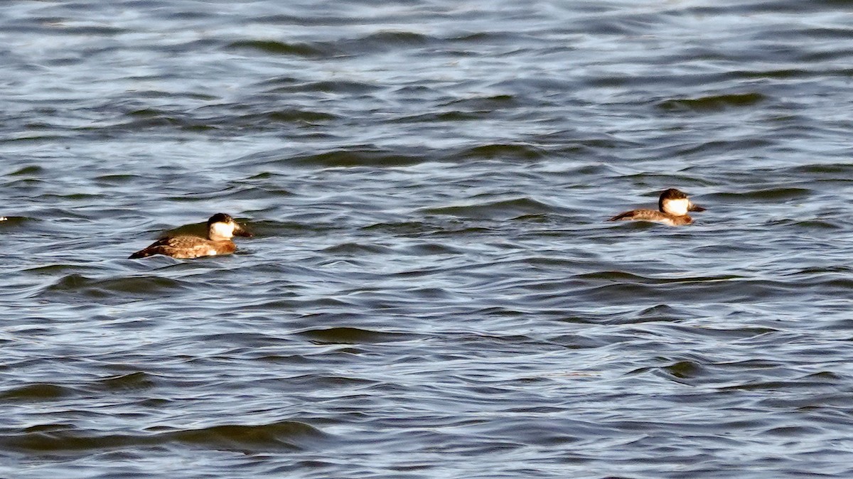 Ruddy Duck - ML625800254
