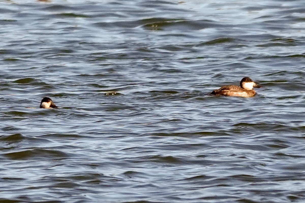 Ruddy Duck - ML625800255