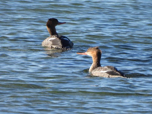 Red-breasted Merganser - ML625800306