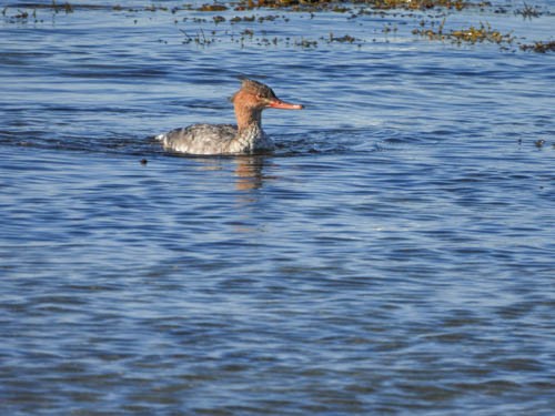 Red-breasted Merganser - ML625800307