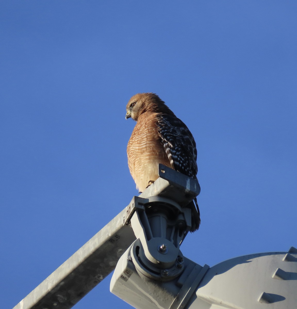 Red-shouldered Hawk - ML625800403