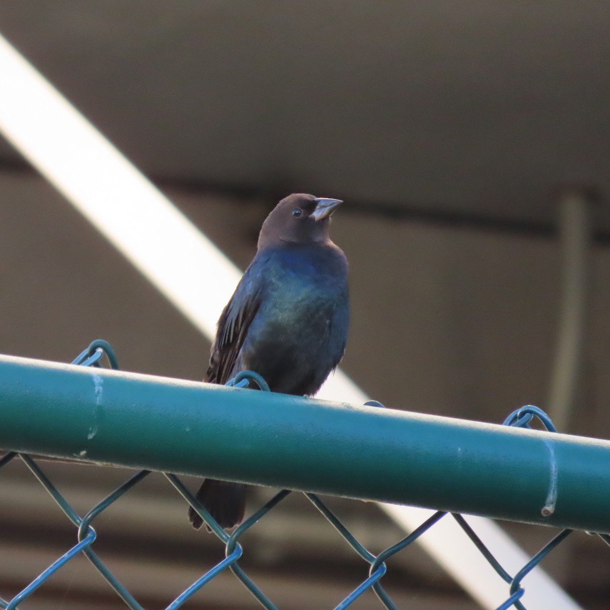 Brown-headed Cowbird - ML625800475