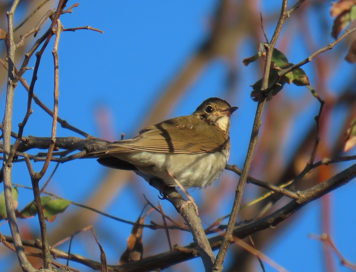 Swainson's Thrush - ML625800502