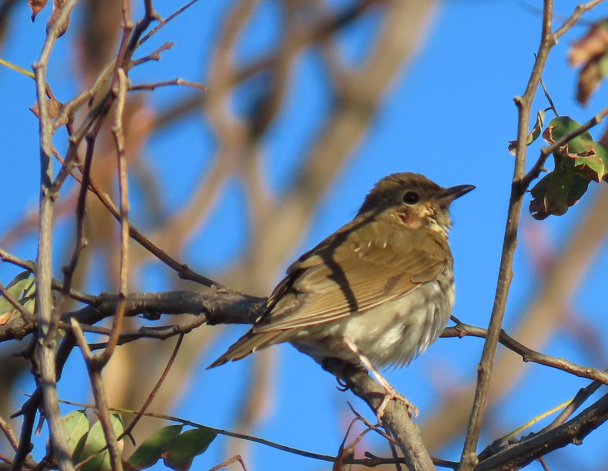 Swainson's Thrush - ML625800507