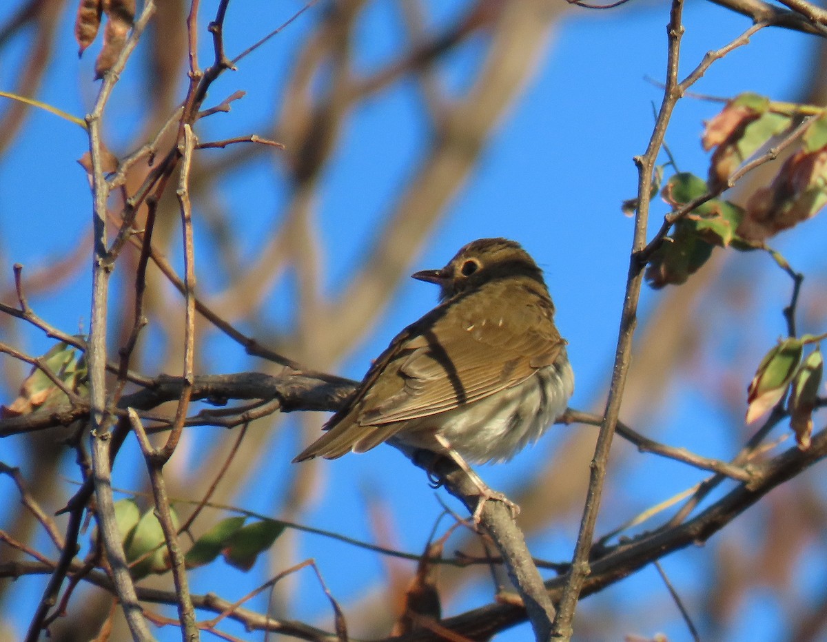 Swainson's Thrush - ML625800521