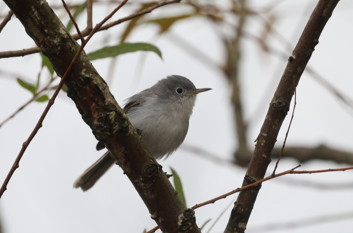Blue-gray Gnatcatcher - ML625800570