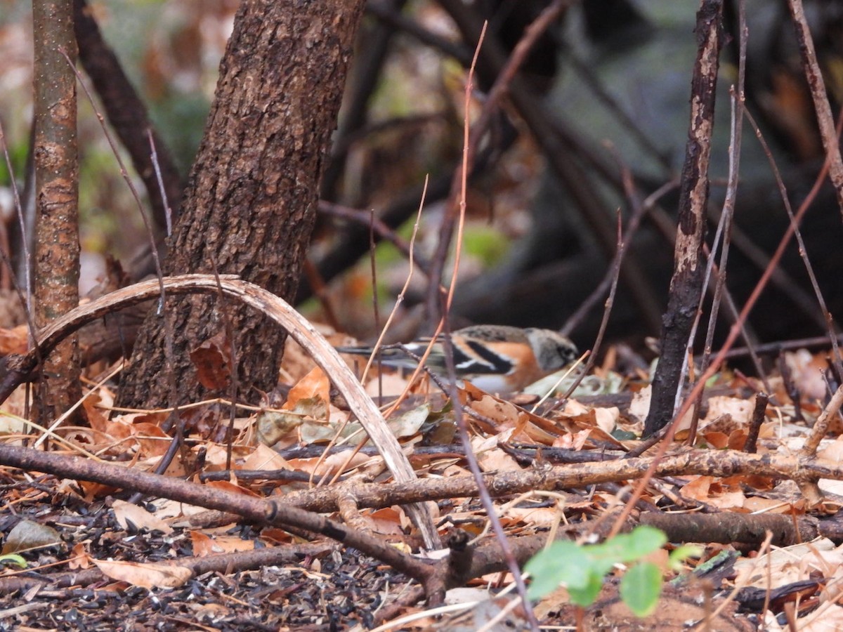 Brambling - ML625800828