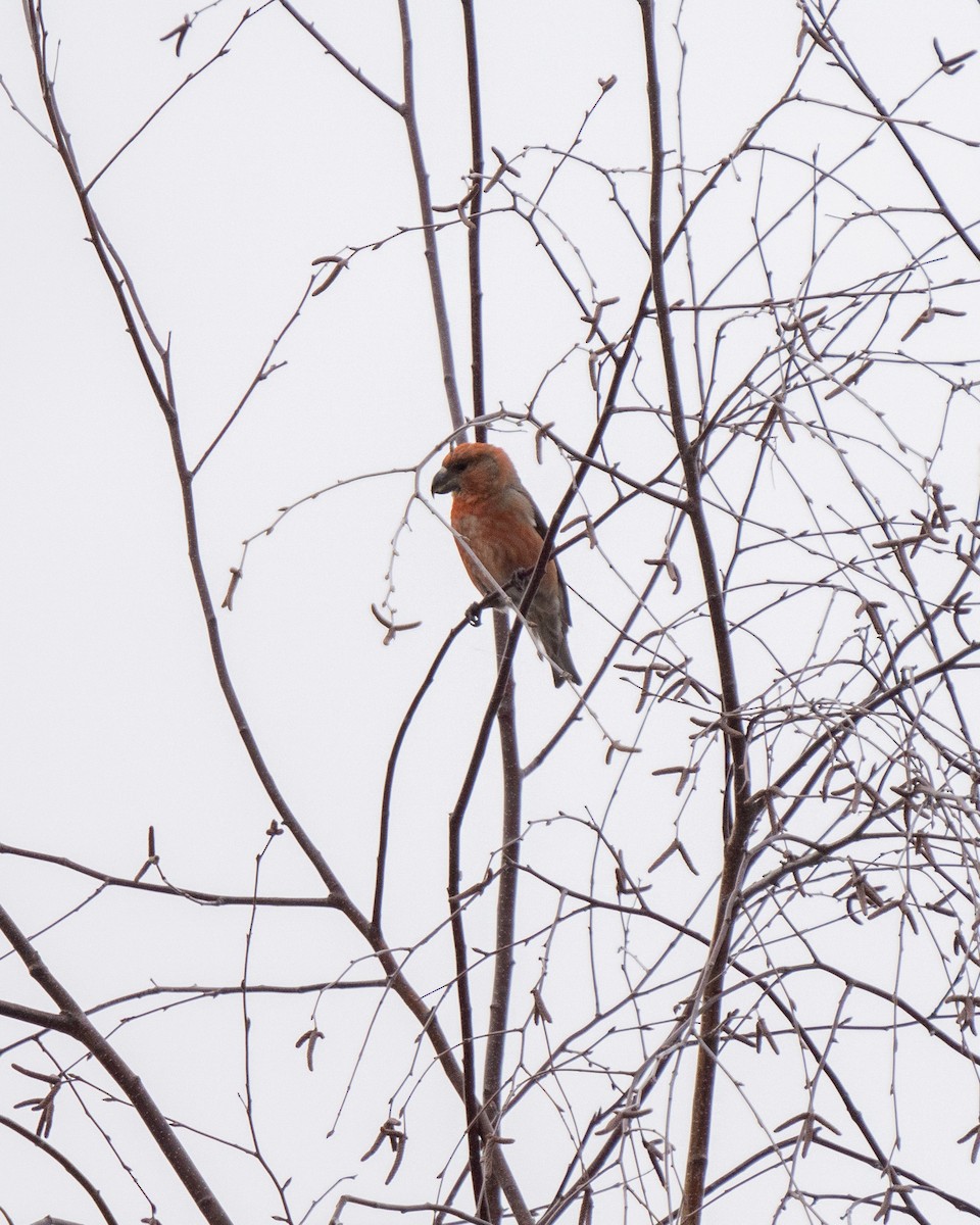 Parrot Crossbill - ML625801119