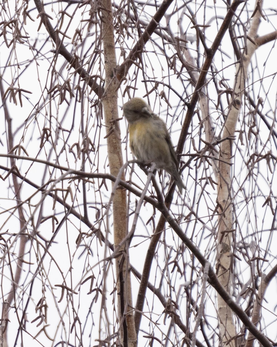 Parrot Crossbill - ML625801186