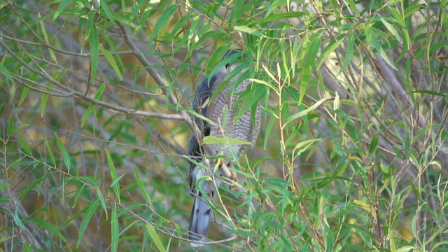 Cooper's Hawk - ML625801235