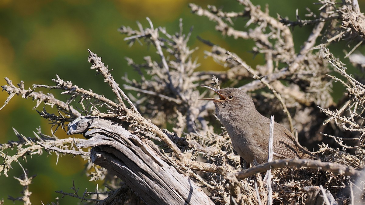 Cobb's Wren - ML625801239
