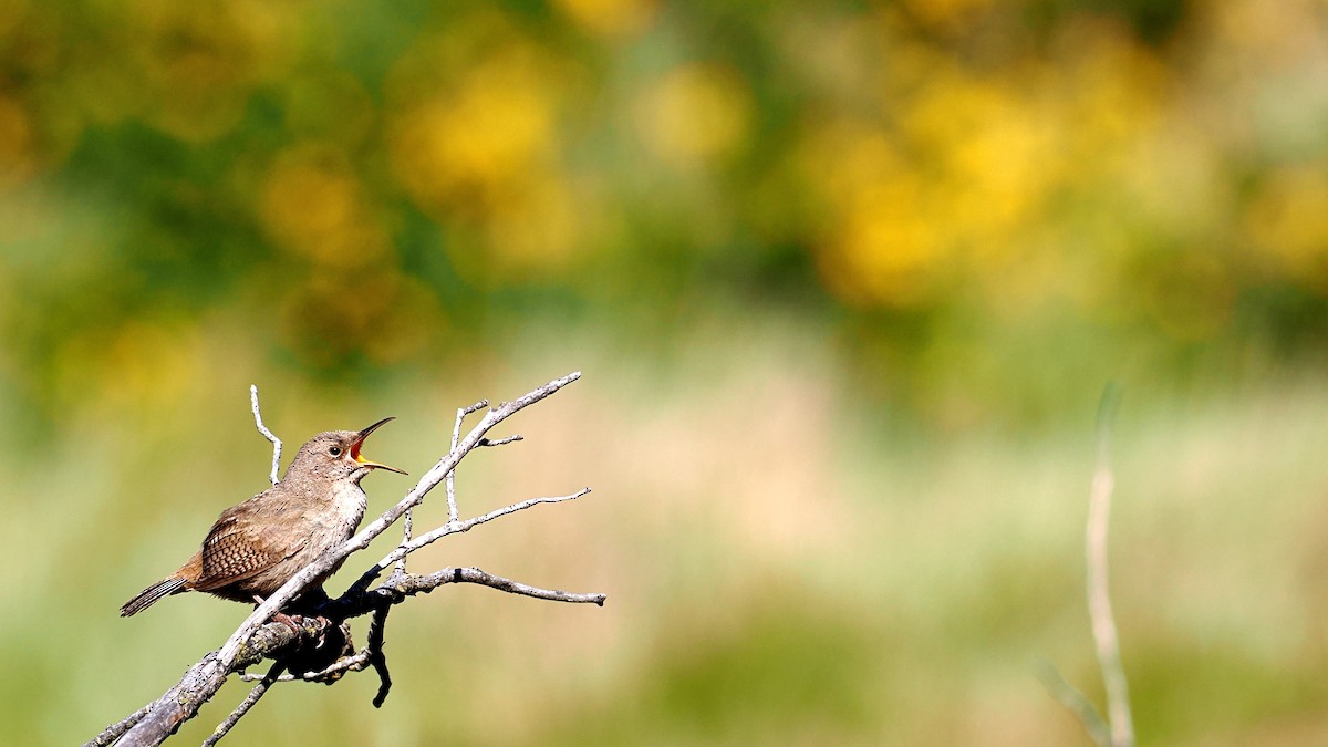 Cobb's Wren - ML625801240