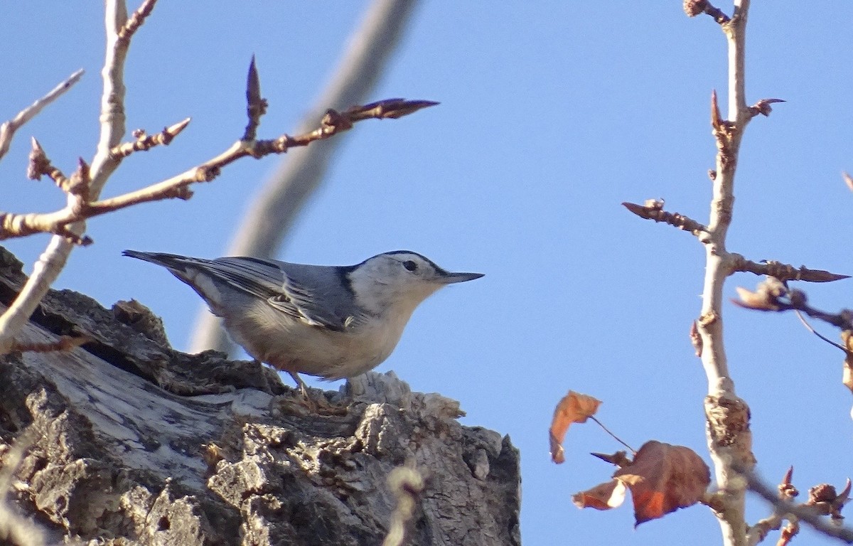 White-breasted Nuthatch - ML625801374