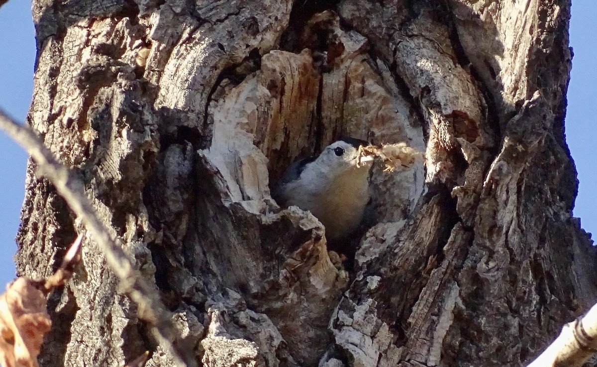 White-breasted Nuthatch - ML625801375