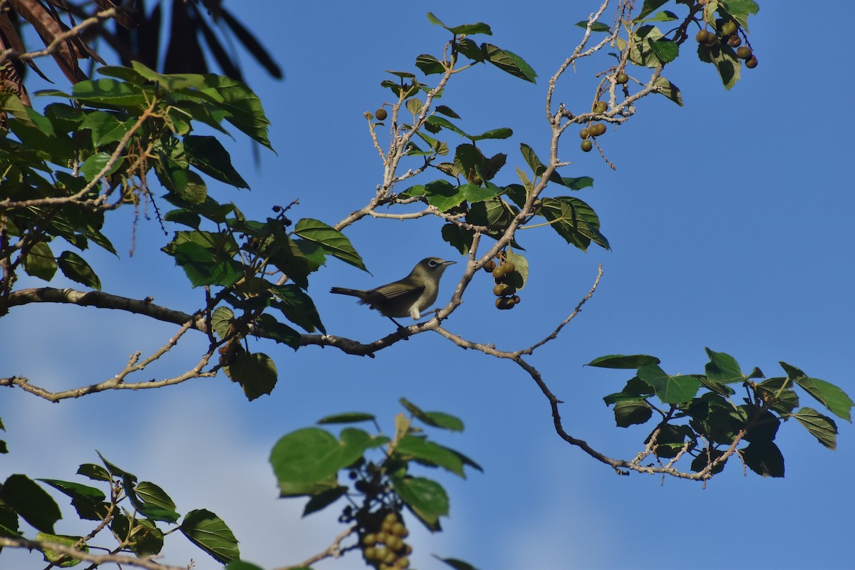 Bridled White-eye - ML625801490