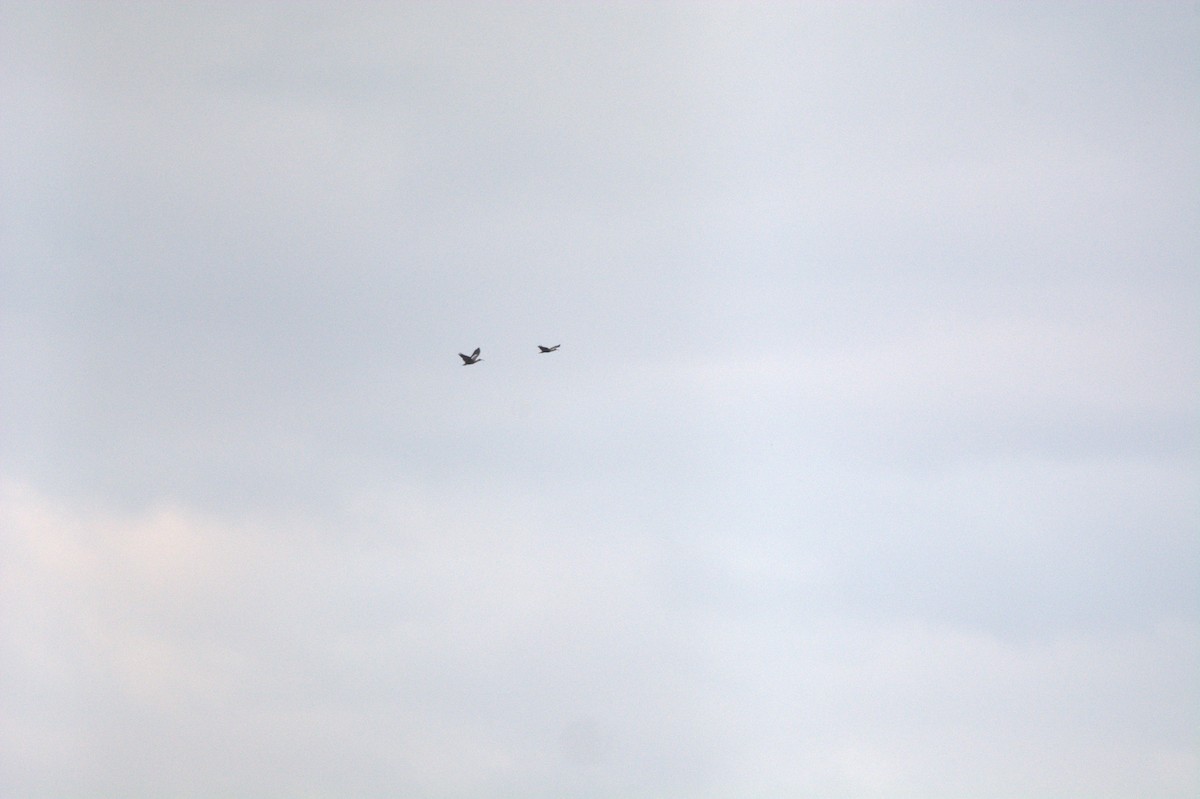 Buff-necked Ibis - ML625801555